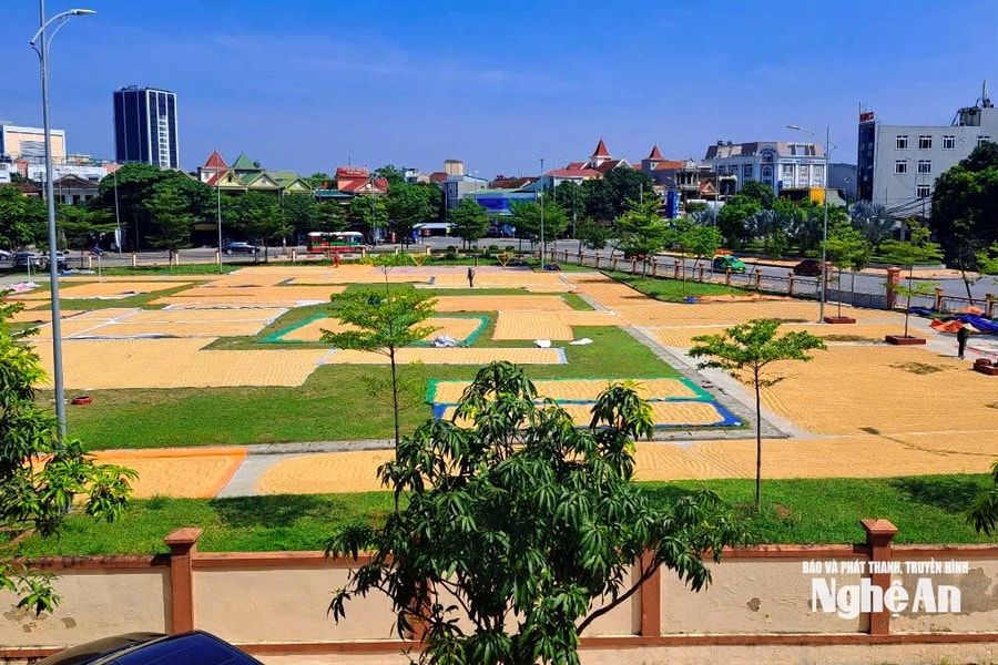 Nhiều địa phương ở Nghệ An mở sân vận động, sân nhà văn hóa để người dân phơi lúa