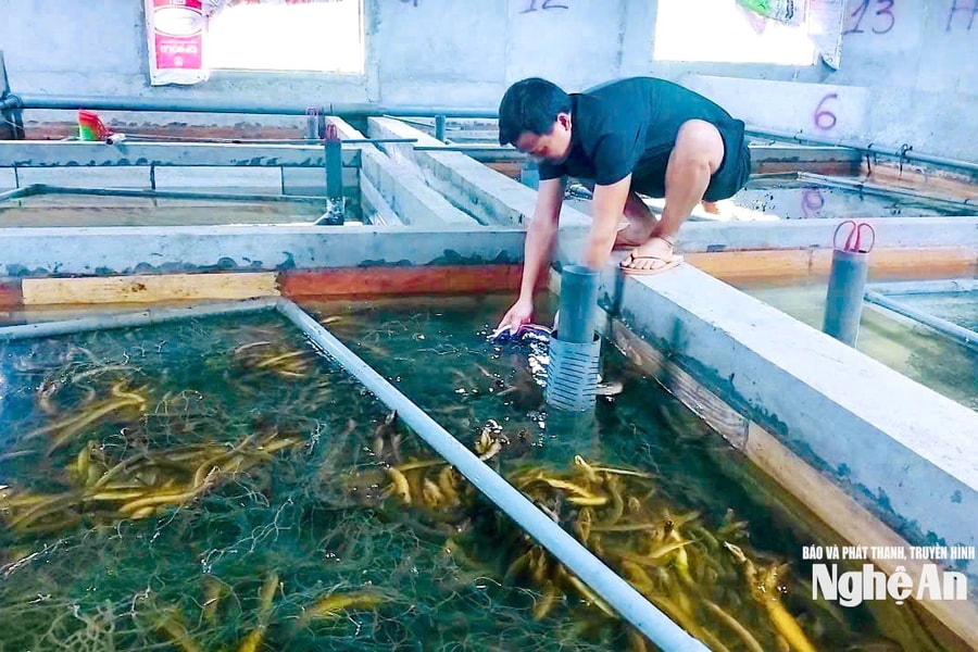 Nuôi lươn không bùn: Từ mô hình thử nghiệm đến hướng xuất khẩu