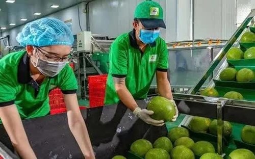 Cửa xuất khẩu bưởi và chanh sang Trung Quốc mở rộng sau Nghị định thư mới