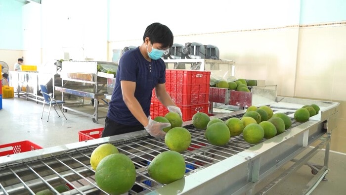 Xuất khẩu chính ngạch bưởi sang Trung Quốc: Kỳ vọng sớm đạt kim ngạch tỷ USD