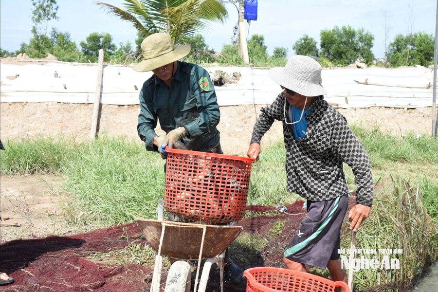 Từ trang trại bỏ hoang đến những ao cá bạc tỷ ở Minh Châu