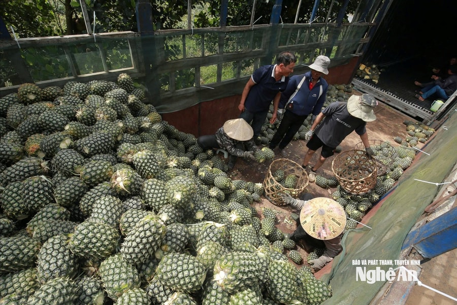 Kết nối hình thành chuỗi giá trị liên kết cho nông dân