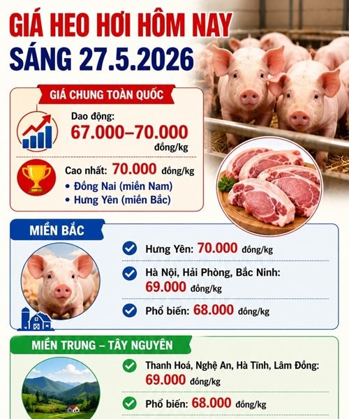 Giá heo hơi hôm nay 27/5: Đồng Nai và Hưng Yên giữ đỉnh 70.000 đồng/kg