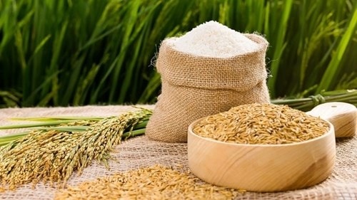 Giá lúa gạo hôm nay 29/5: Lúa OM 18 neo mức 6.700 đồng/kg, giao dịch trầm lắng