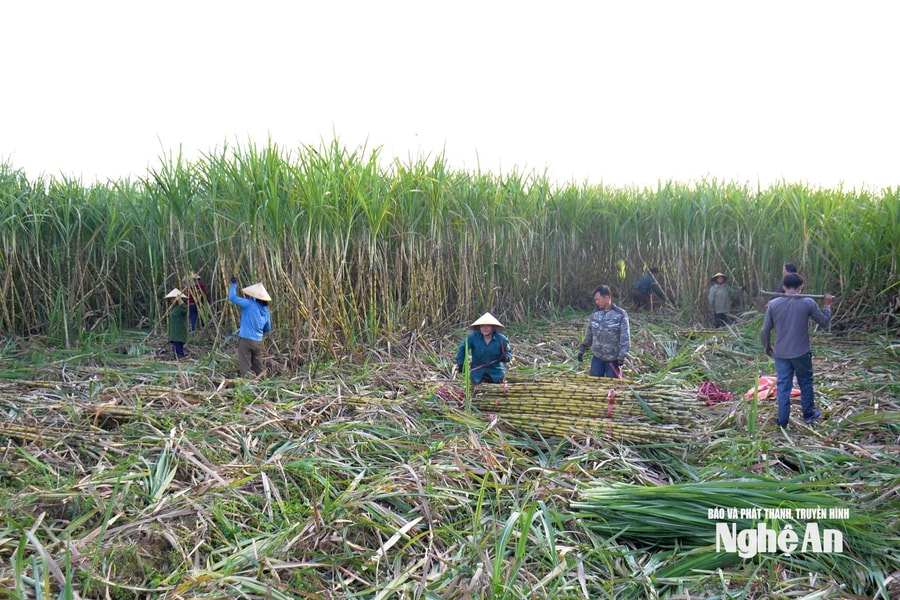 Tháo gỡ khó khăn trong phát triển vùng chuyên canh