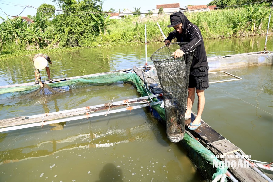 Anh nông dân thành công nhờ nuôi cá lồng trên đập Cầu Sắt
