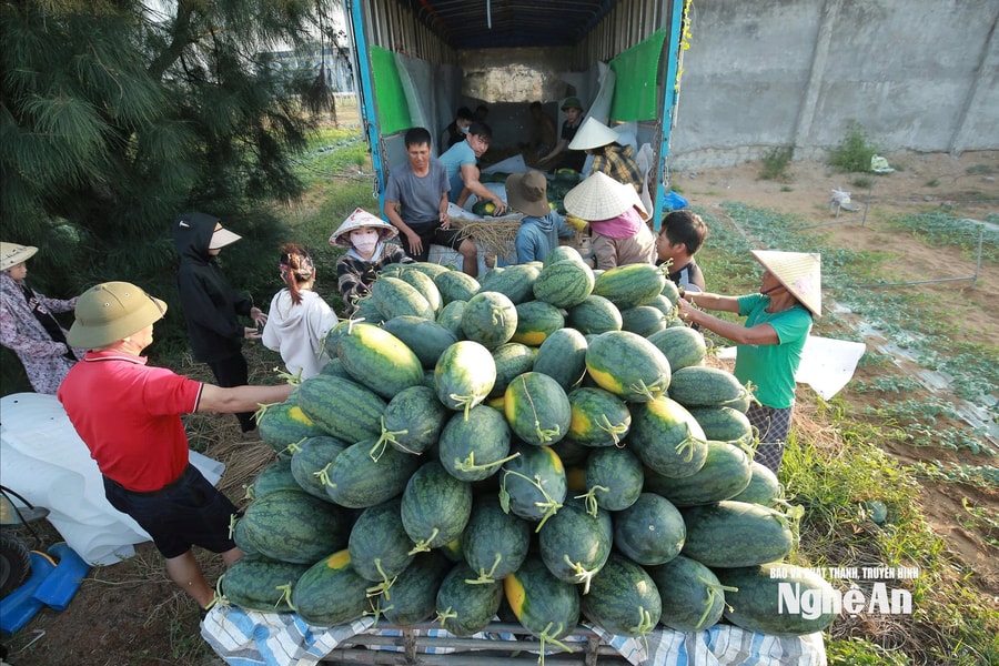 Dưa hấu thoát cảnh “được mùa, mất giá” nhờ đổi cách trồng
