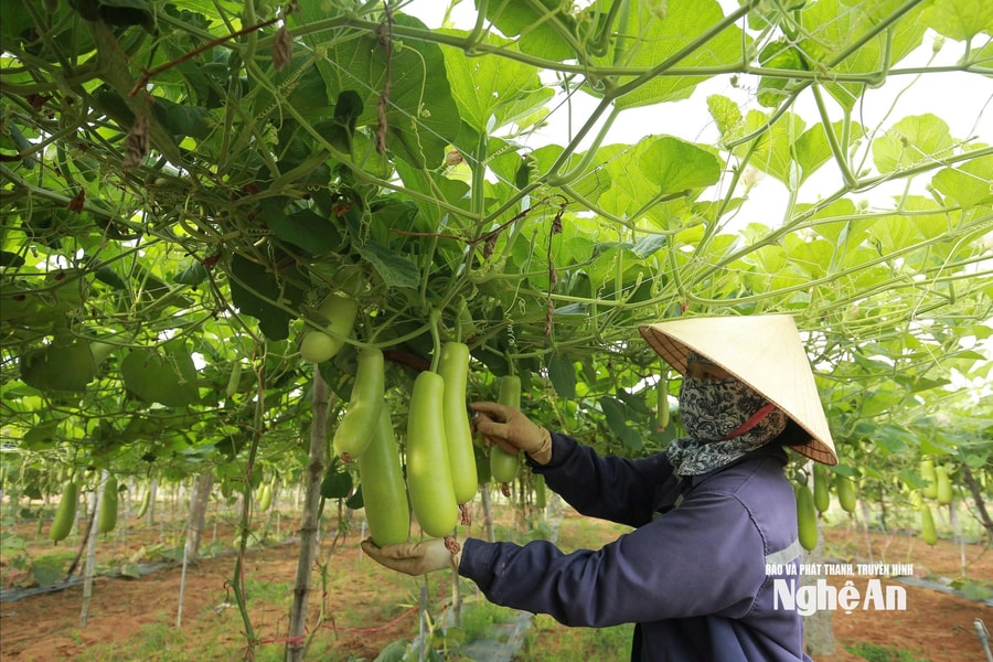 Nắng nóng kéo dài, rau xanh khan hàng tăng giá