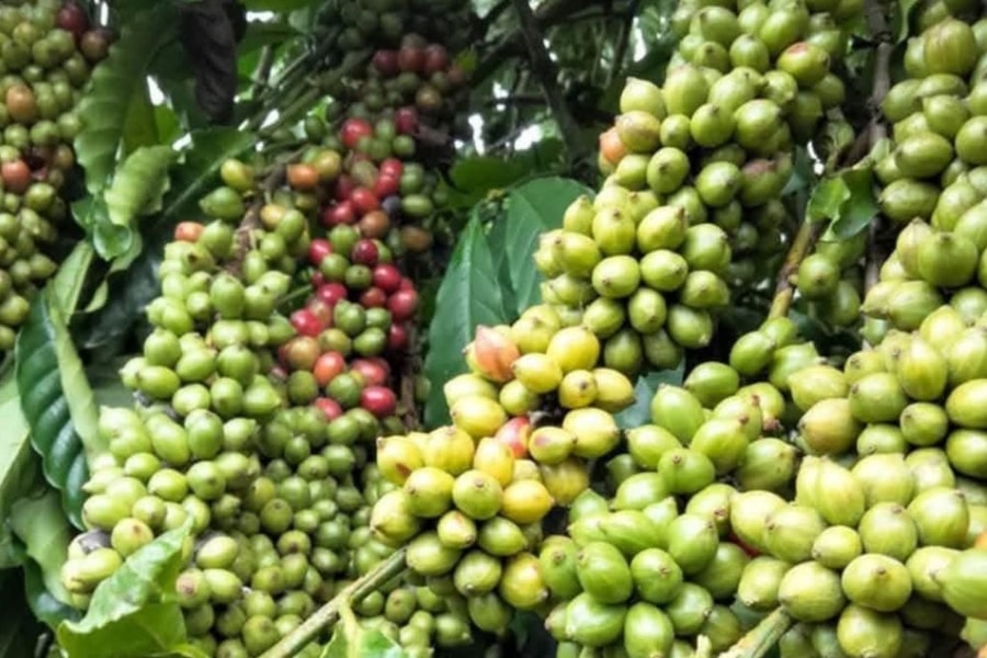 Giá cà phê hôm nay 10/6/2026: Nội địa đứng vững dù thị trường quốc tế giảm mạnh