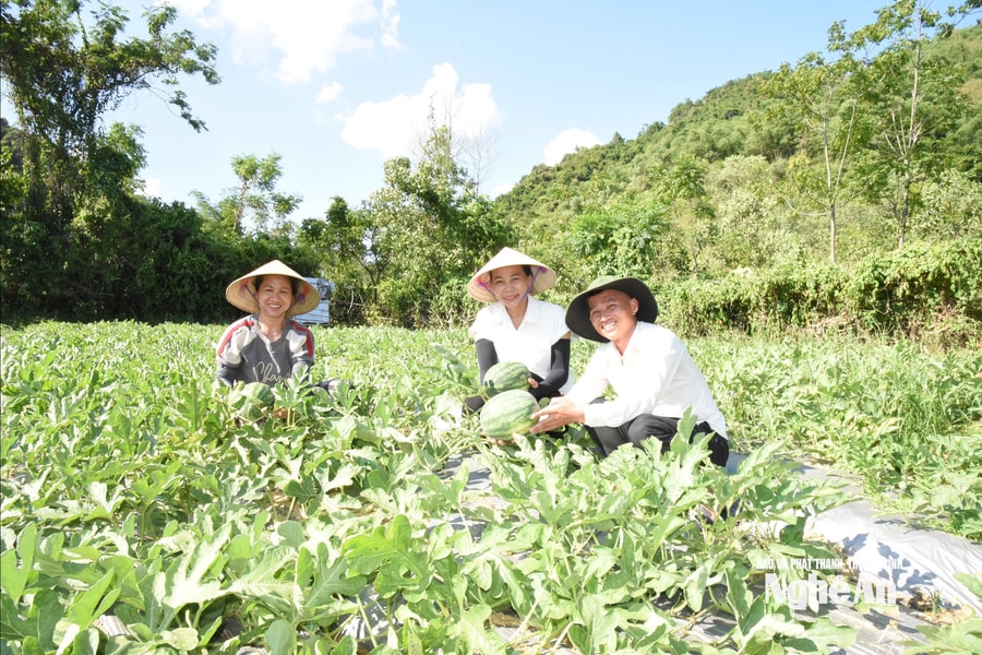Người gieo vị ngọt trên vùng đất hạn