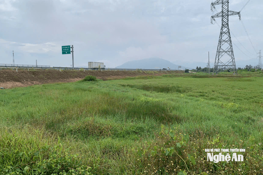 Nhiều diện tích ruộng ở Tân Châu bỏ hoang