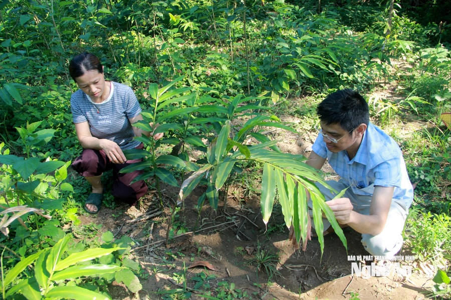 Cây sa nhân tím bén rễ miền sơn cước Mường Quàng