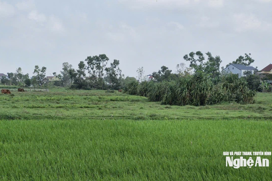 Sở Tài chính Nghệ An kiểm tra, xử lý thông tin phản ánh về dự án của Golf biển Cửa Lò tại phường Vinh Phú