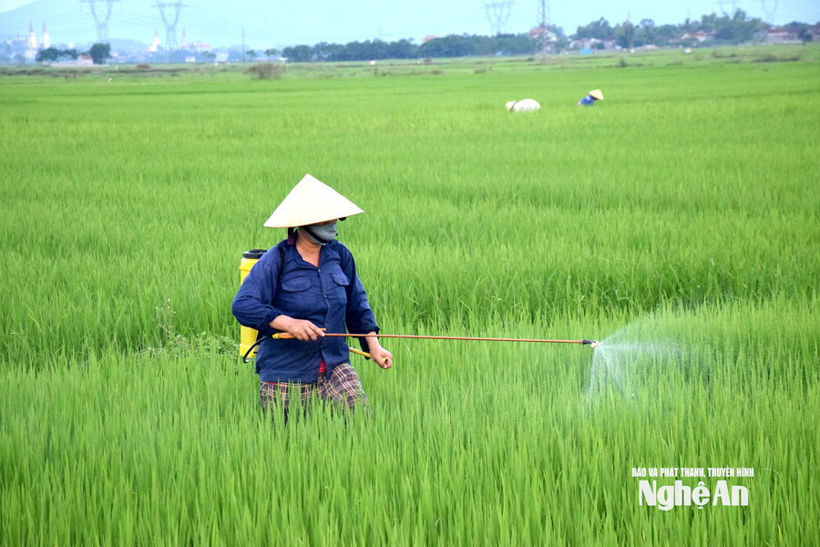 Nghệ An ban hành Đề án phát triển cây con chủ lực gắn với chế biến, bảo quản