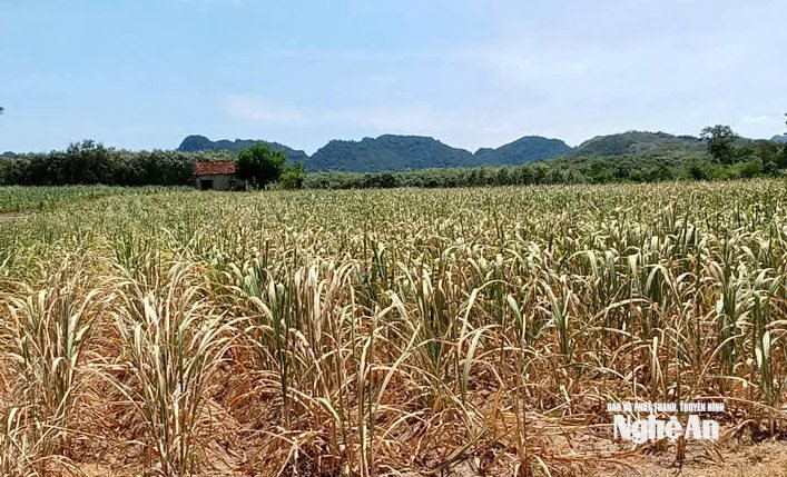 Vùng mía nguyên liệu của Nhà máy đường Sông Con khô héo do nắng nóng