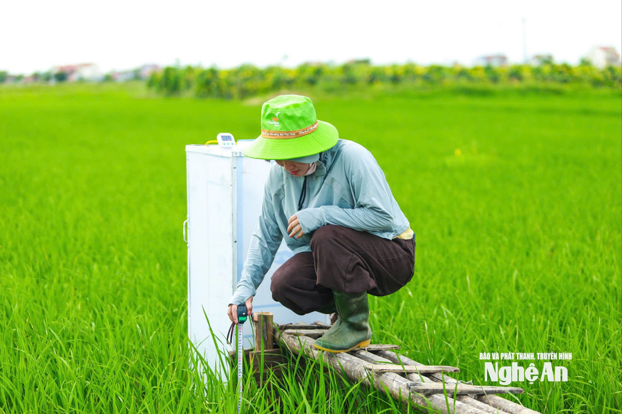 Sàn giao dịch carbon chính thức mở cửa và cơ hội mới cho Nghệ An