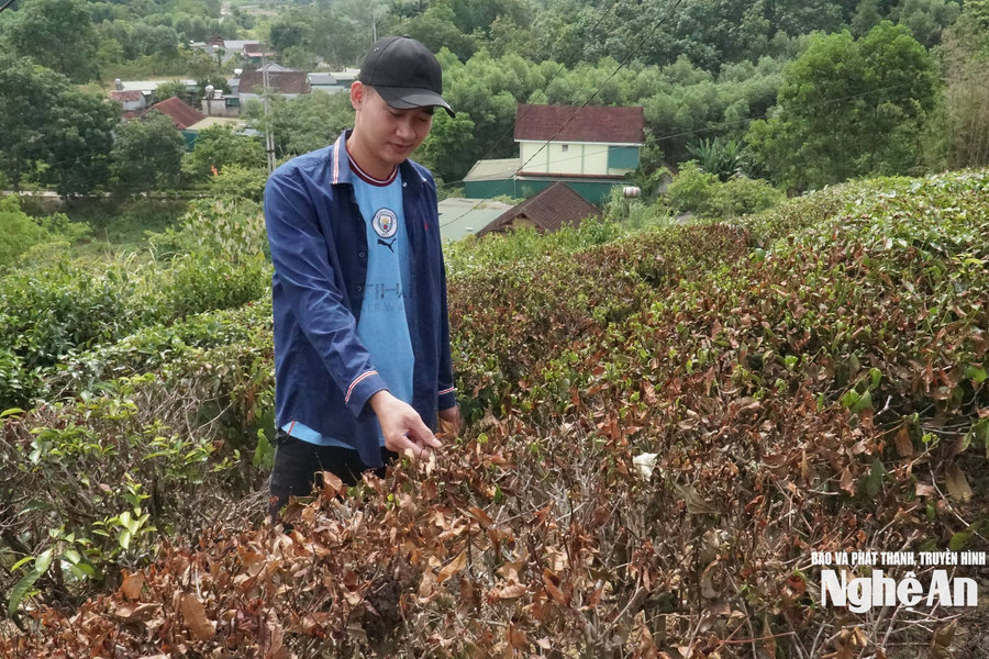 Nắng hạn kéo dài, nhiều diện tích chè nguyên liệu khô cháy