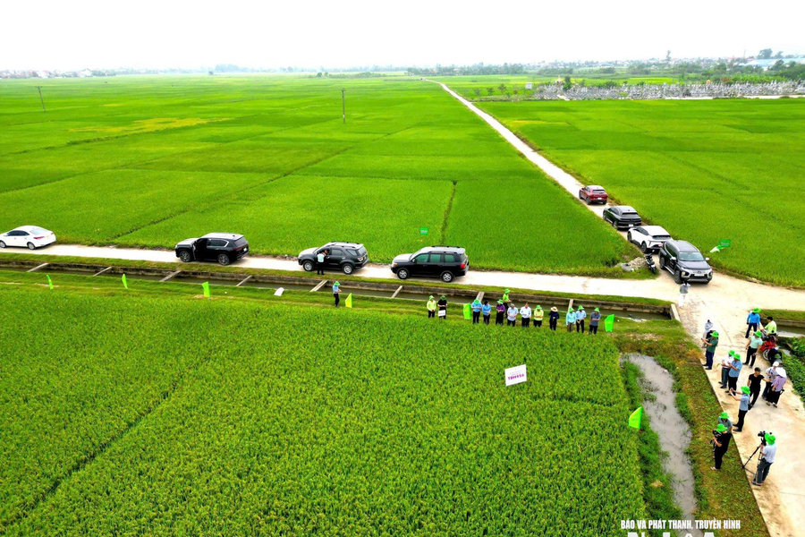 Khi hạt giống "mở đường" cho hạt gạo