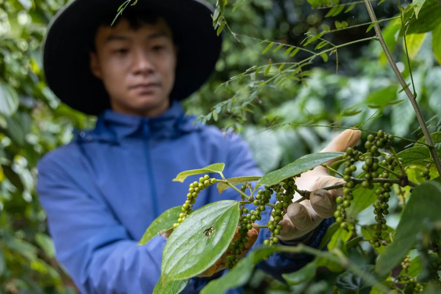 Giá tiêu hôm nay 13/7/2026: Trong nước tăng tới 6.000 đồng/kg sau một tuần