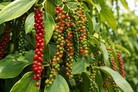 Giá tiêu hôm nay 15/7: Tây Nguyên dẫn đầu đà tăng, giá cao nhất chạm 140.000 đồng/kg