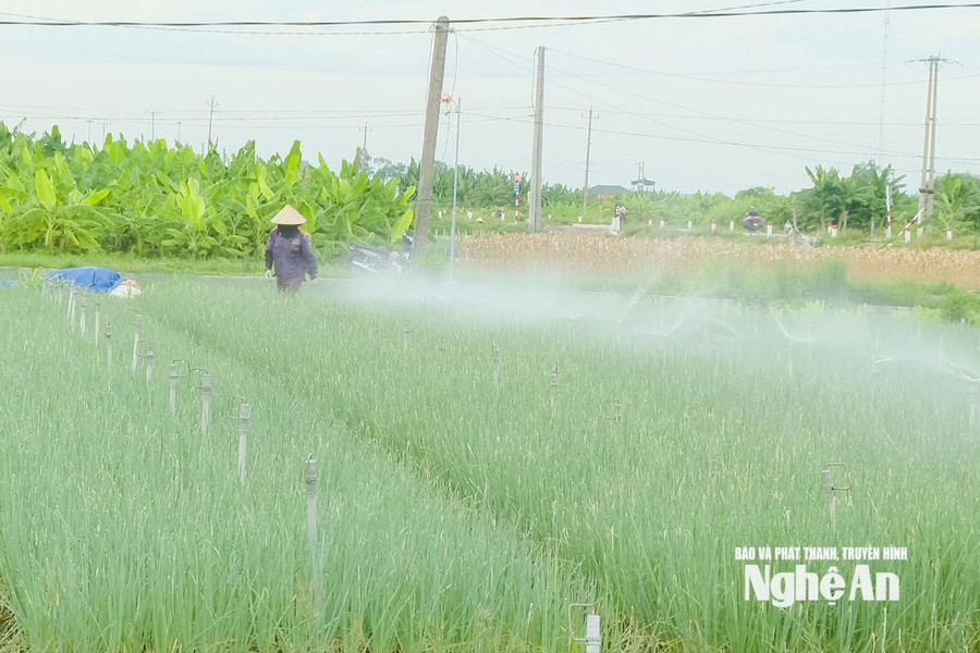 Áp lực “mạch nước ngầm” vùng trồng rau ven biển Nghệ An