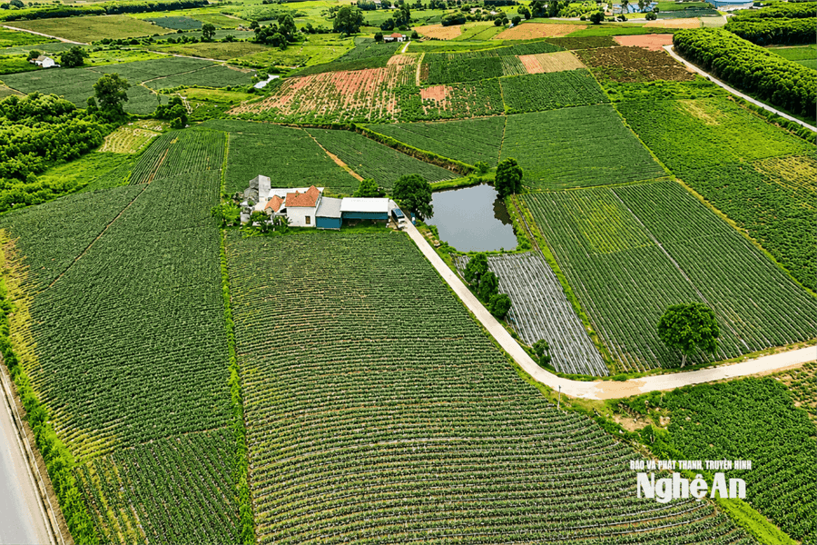 Nghệ An: Phát triển vùng chuyên canh để nâng cao giá trị nông sản