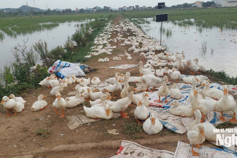 Tiếp sức cho hội viên nông dân phát triển kinh tế