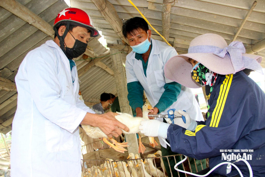 Khẩn trương khoanh vùng, dập dịch cúm gia cầm H5N1 tại xã Hùng Châu