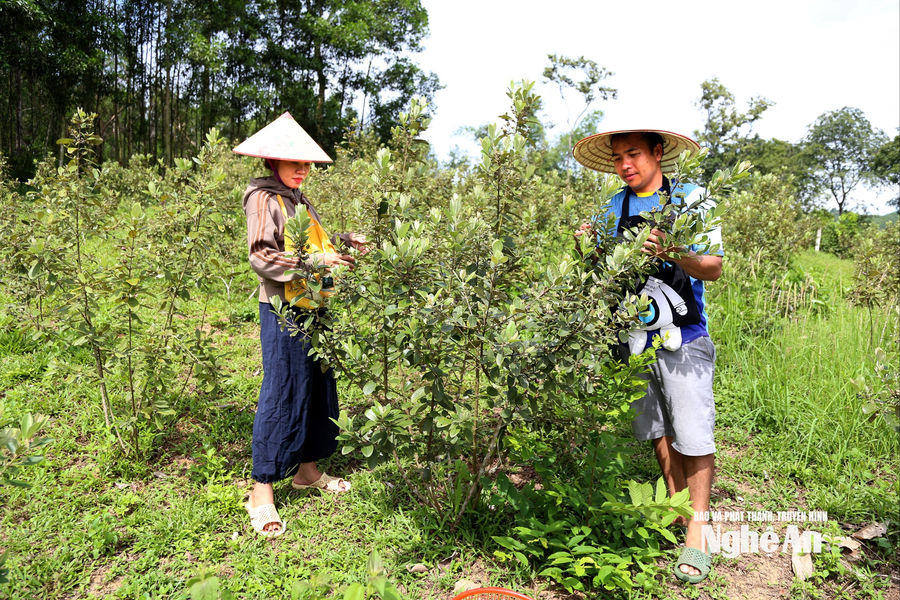 Bỏ công việc lương cao, kỹ sư 8X xứ Nghệ về quê khởi nghiệp với cây sim