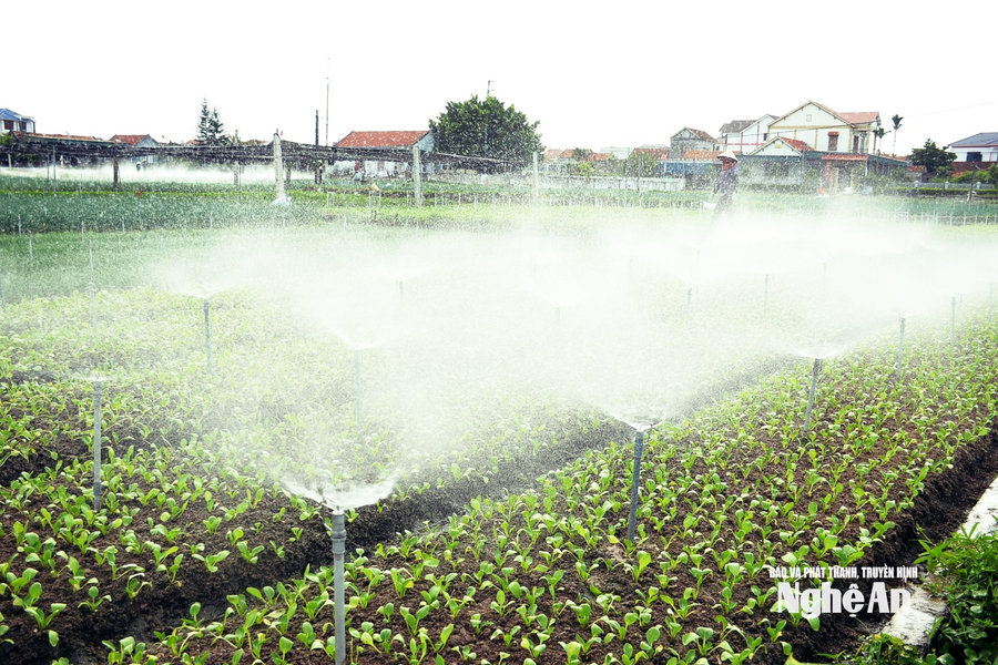 Thời tiết Nghệ An ngày 4/8: Ngày nắng, chiều tối có mưa rào và dông