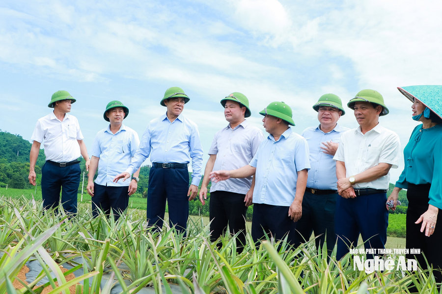 Chủ tịch UBND tỉnh Nghệ An kiểm tra sản xuất nông nghiệp, vùng nguyên liệu và công tác phòng cháy rừng