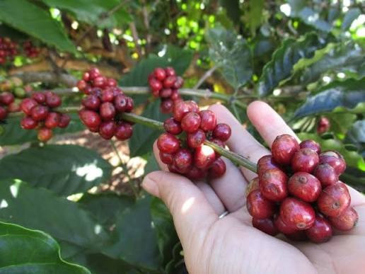 Giá cà phê hôm nay 27/7/2026: Tây Nguyên giảm gần 2.000 đồng/kg so với tuần trước
