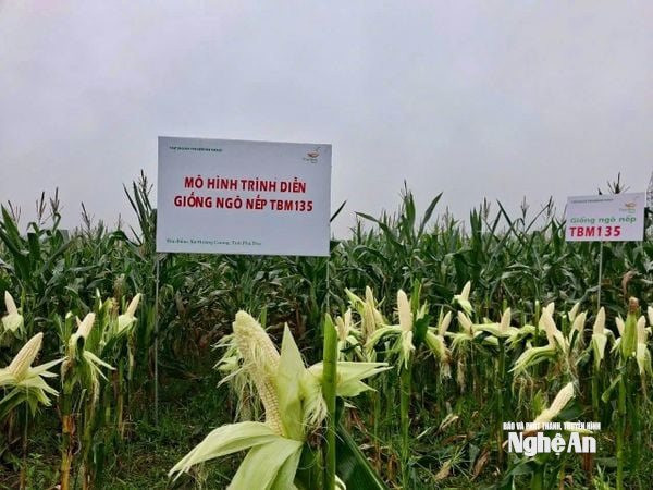Bộ đôi ngô nếp lai TBM18, TBM135 của ThaiBinh Seed: Bước đột phá cho những mùa vụ bội thu