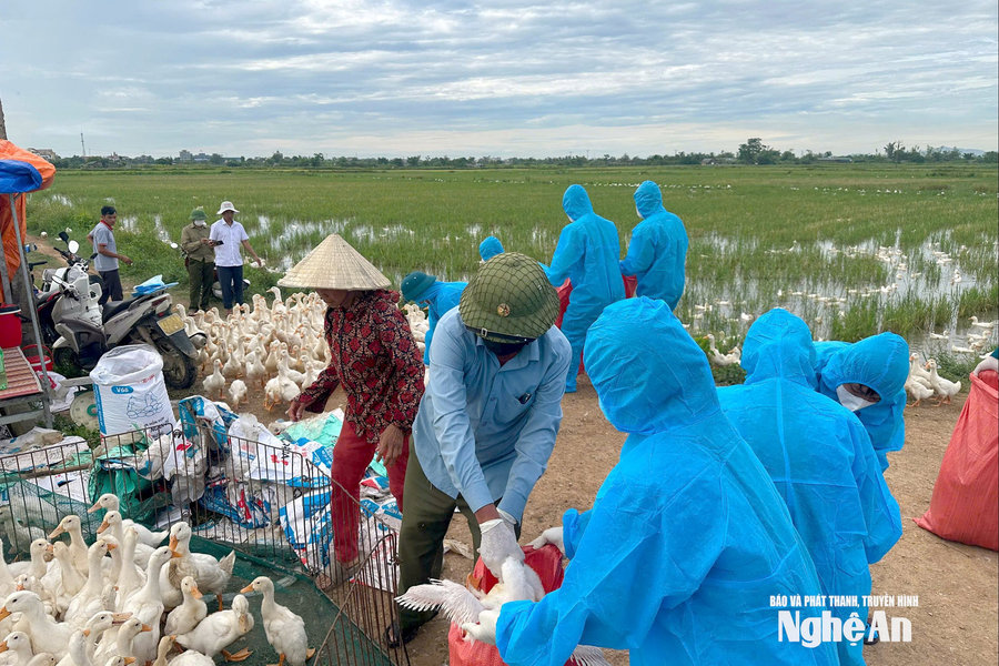 Nghệ An ban hành Công điện khẩn tập trung phòng, chống dịch cúm gia cầm