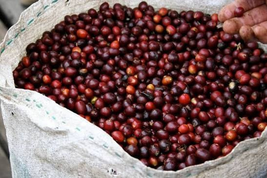 Giá cà phê hôm nay 28/7/2026: Tây Nguyên tiến sát 97.000 đồng/kg, Arabica tăng 10,75 cent/lb