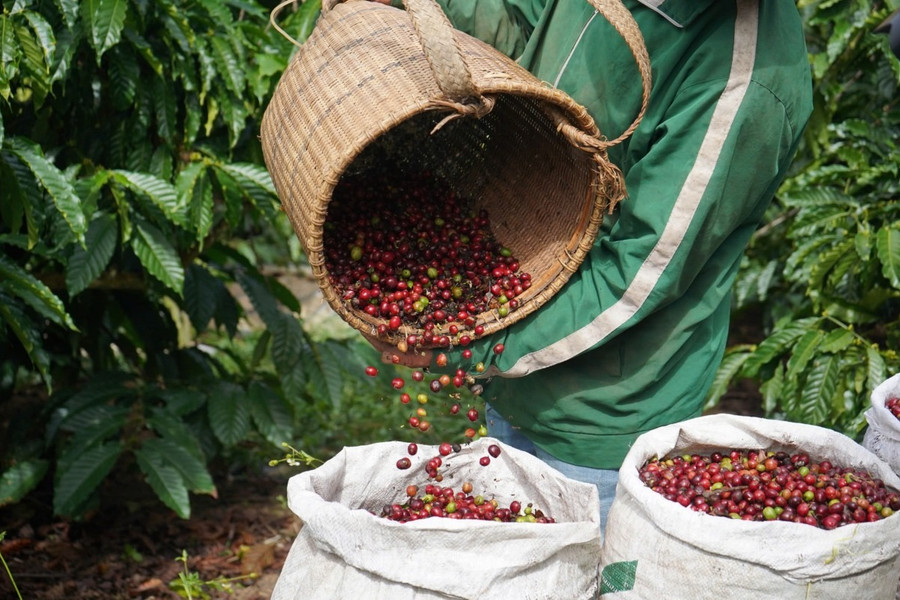 Giá cà phê hôm nay 29/7/2026: Tăng tới 2.000 đồng/kg, cao nhất 98.500 đồng
