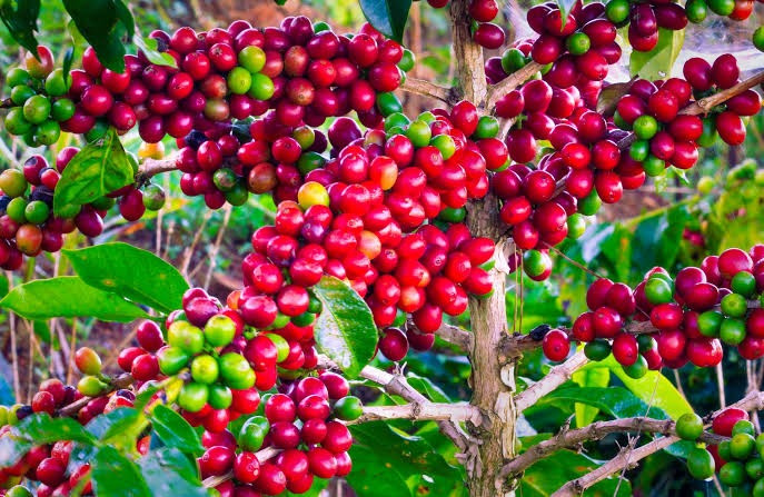 Giá cà phê hôm nay 3/8/2026: Nội địa giảm 300 đồng/kg, thế giới lo nguồn cung Brazil chậm