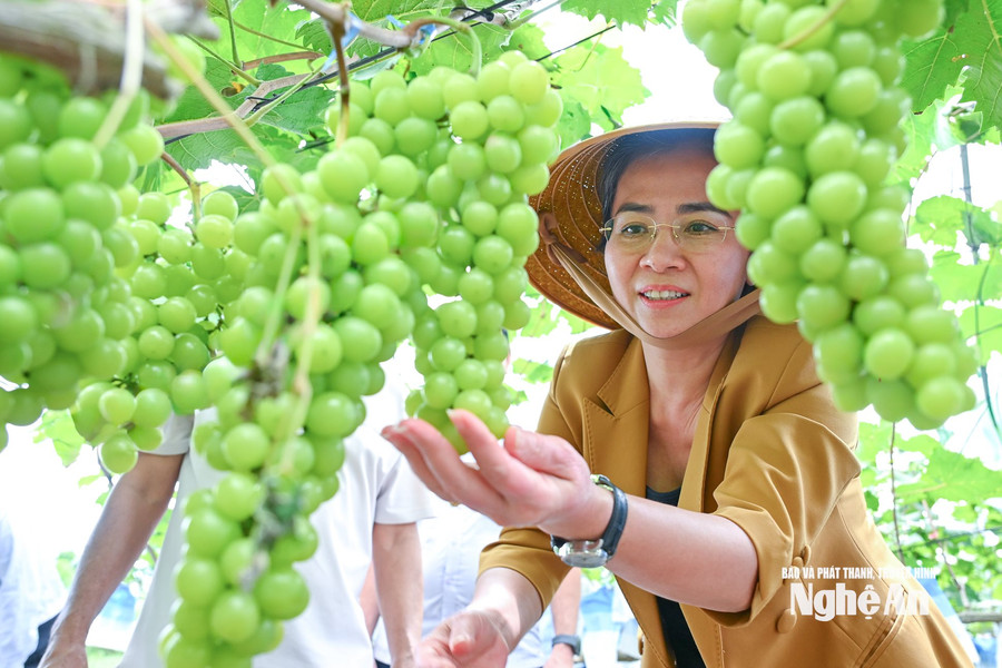 Phó Bí thư Tỉnh ủy Võ Thị Minh Sinh thăm mô hình nông nghiệp ứng dụng công nghệ cao ở Phủ Quỳ
