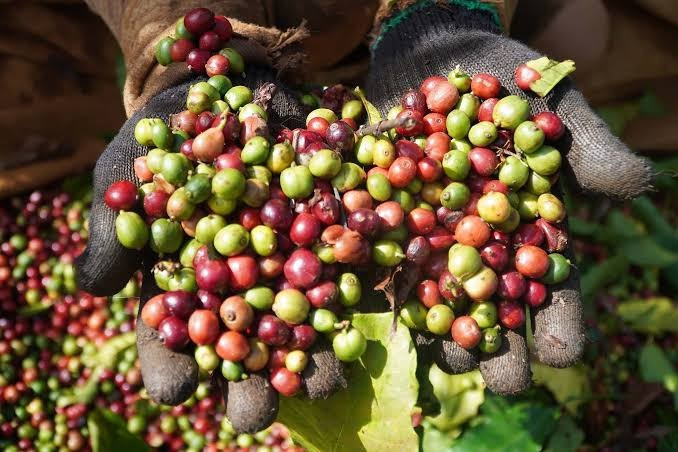Giá cà phê hôm nay 6/8/2026: Tây Nguyên tăng 500 – 700 đồng/kg, hai sàn quốc tế giữ sắc xanh
