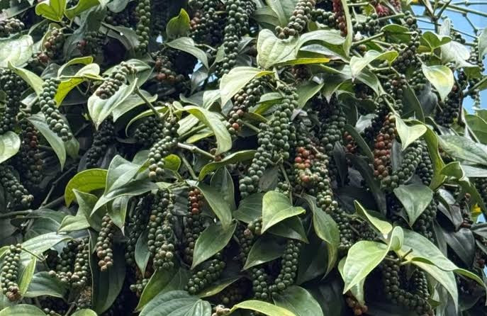 Giá tiêu hôm nay 6/8/2026: Giá trung bình giữ ở 139.000 đồng/kg, Ấn Độ chưa điều chỉnh