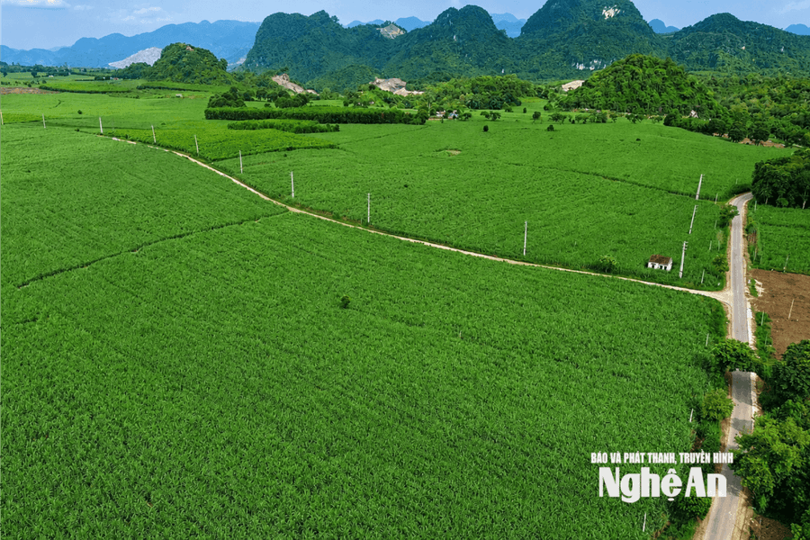 Thời tiết Nghệ An ngày 7/8: Có mưa rào và dông, cục bộ có mưa vừa đến mưa to