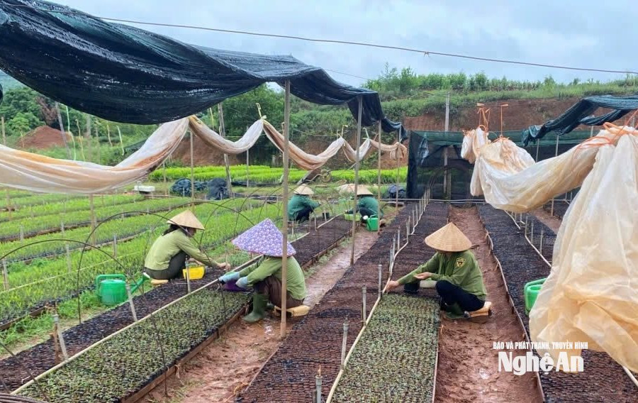 Nghệ An bố trí hơn 1,5 tỷ đồng hỗ trợ giống keo mô cho 9 tổ chức, gia đình