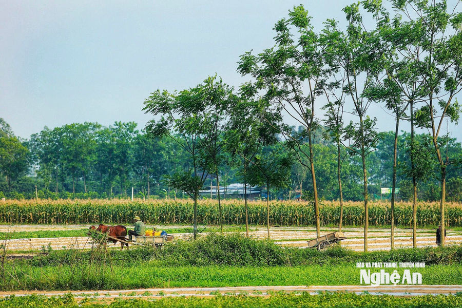 Thời tiết Nghệ An ngày 9/8: Ngày trời nắng, chiều tối và đêm có mưa rào