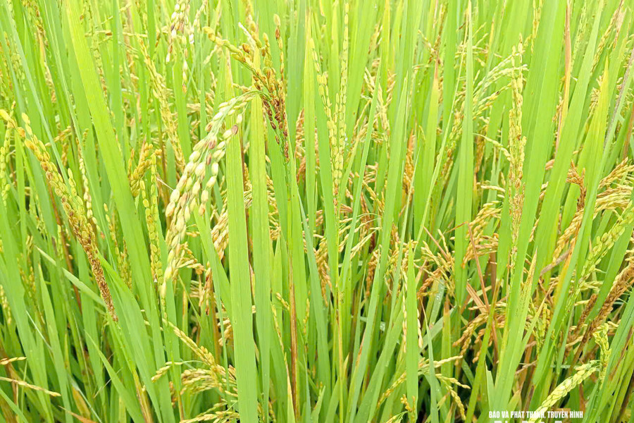 Nhện gié ẩn mình gây hại cho lúa vụ hè thu ở Nghệ An