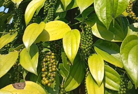 Giá cà phê hôm nay 18/8/2026: Đồng loạt tăng, mức cao nhất lên 95.300 đồng/kg
