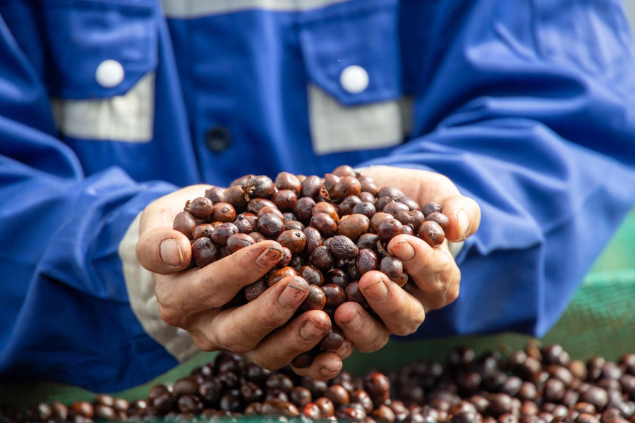 Giá cà phê hôm nay 19/8/2026: Tây Nguyên tăng 1.500 đồng/kg