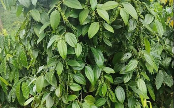 Giá tiêu hôm nay 19/08/2026: Giữ mốc 136.000 đồng/kg, Trung Quốc mua gấp 3 lần