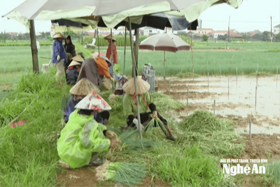 Nông dân dầm mưa vớt vát rau màu