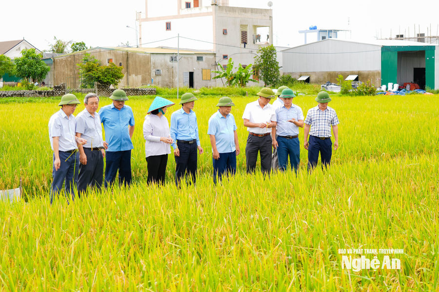 Lãnh đạo tỉnh Nghệ An kiểm tra công tác sản xuất nông nghiệp, ứng phó với thiên tai