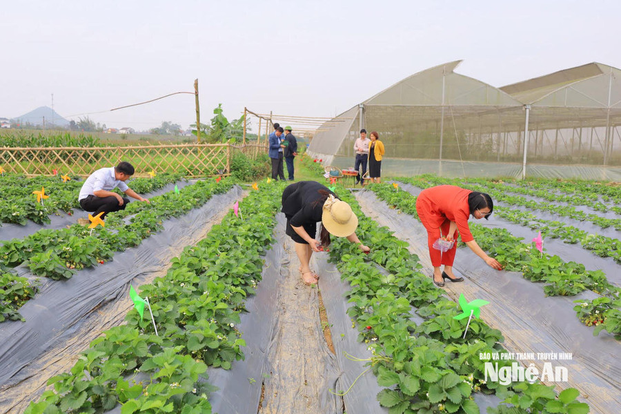 Nhà lưới, nhà màng ở Nghệ An trước bài toán chống chọi với thiên tai